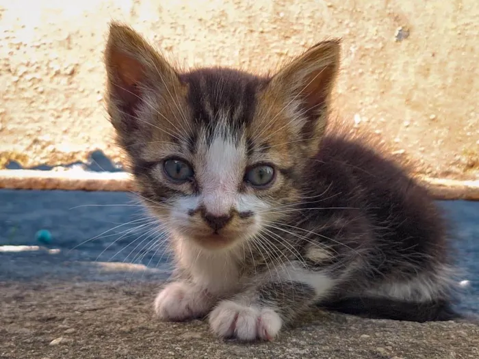 Gato ra a SRD-ViraLata idade 2 a 6 meses nome Muido