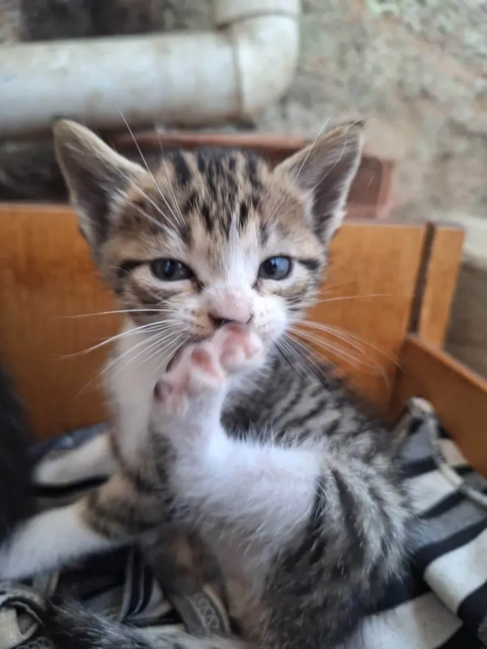 Gato ra a SRD-ViraLata idade 2 a 6 meses nome Tigre