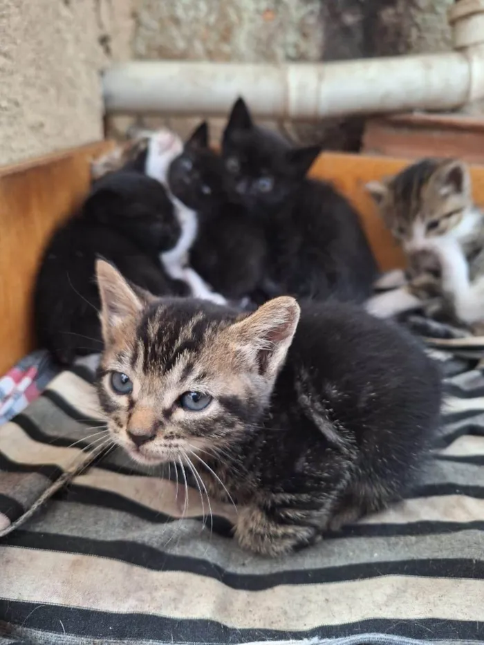 Gato ra a SRD-ViraLata idade 2 a 6 meses nome Mini Matilda