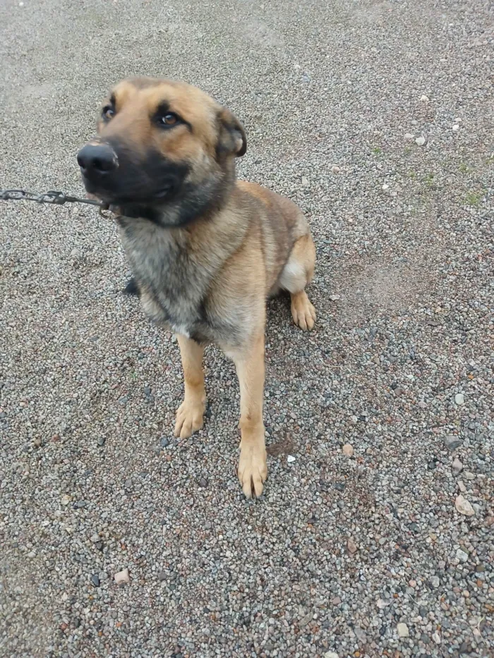 Cachorro raça Pastor Alemão idade 1 ano nome Pito