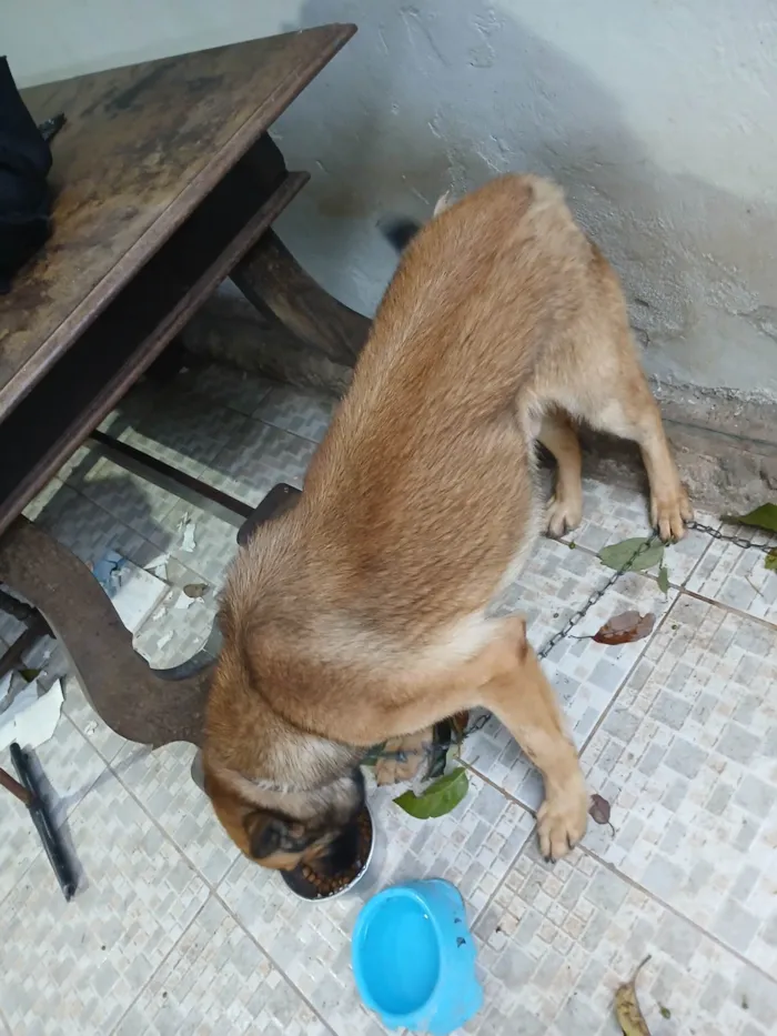 Cachorro raça Pastor Alemão idade 1 ano nome Pito