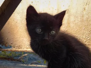 Gato raça SRD-ViraLata idade 2 a 6 meses nome Negresco, Lua e Galáxia 