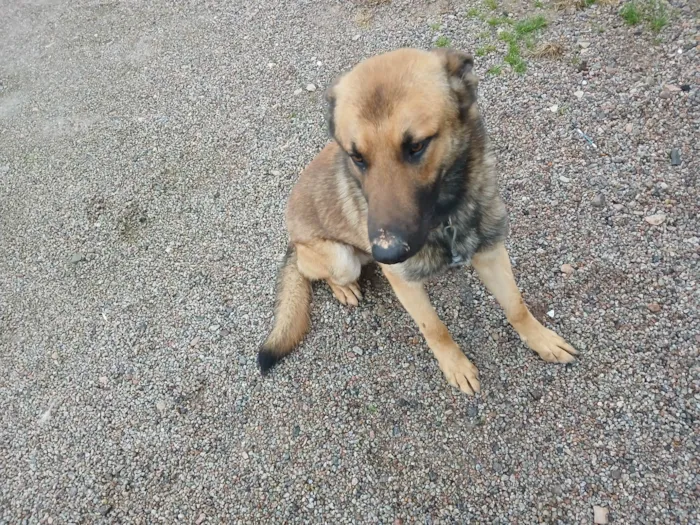 Cachorro raça Pastor Alemão idade 1 ano nome Pito