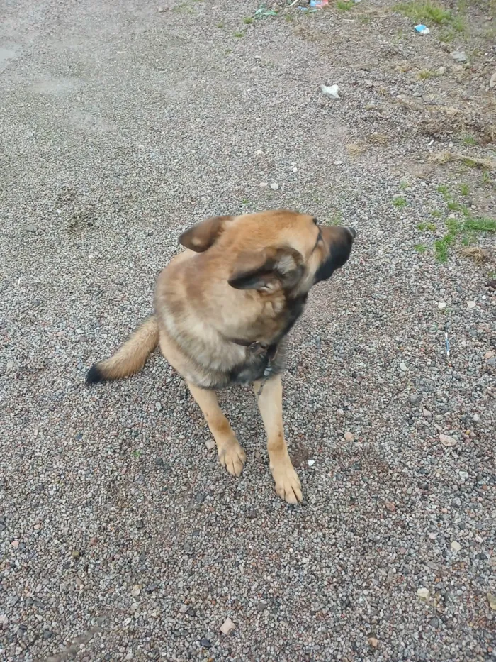 Cachorro raça Pastor Alemão idade 1 ano nome Pito
