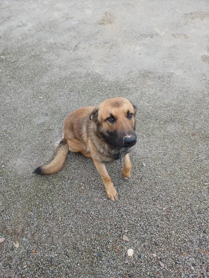 Cachorro raça Pastor Alemão idade 1 ano nome Pito