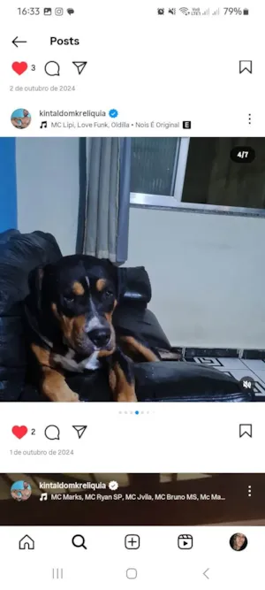 Cachorro raça Pit-Bull idade 3 anos nome Apolo