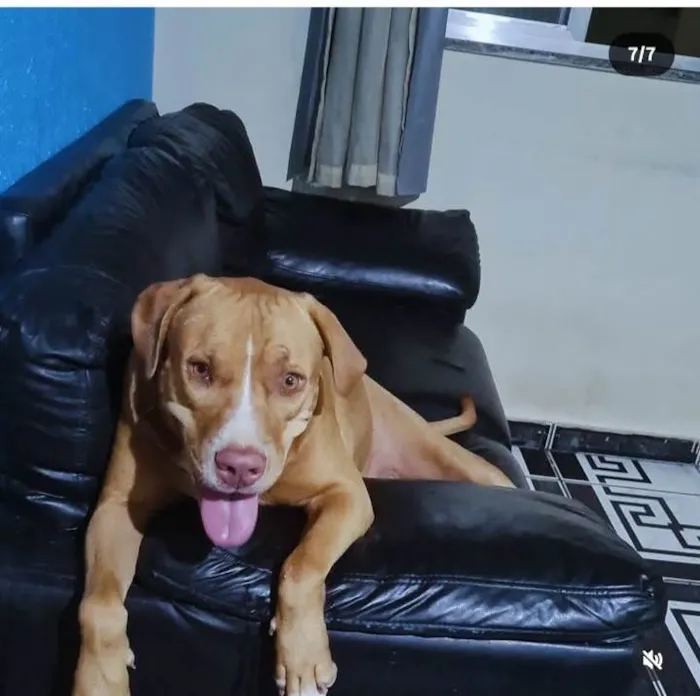 Cachorro ra a Pit-Bull idade 3 anos nome Estrela 