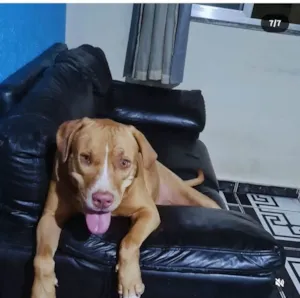 Cachorro raça Pit-Bull idade 3 anos nome Estrela