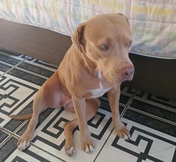 Cachorro ra a Pit-Bull idade 4 anos nome Hera