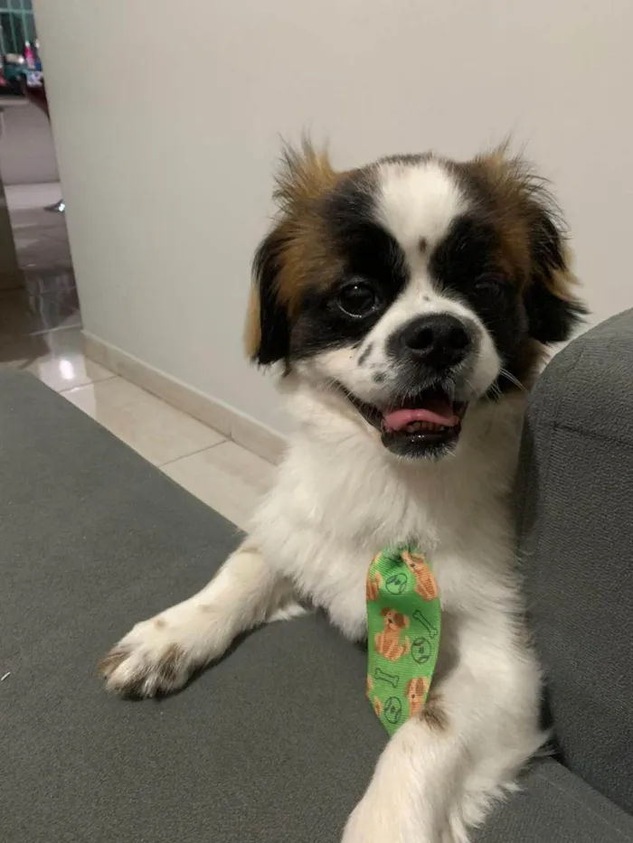 Cachorro ra a Shitzu idade 2 anos nome Lupi