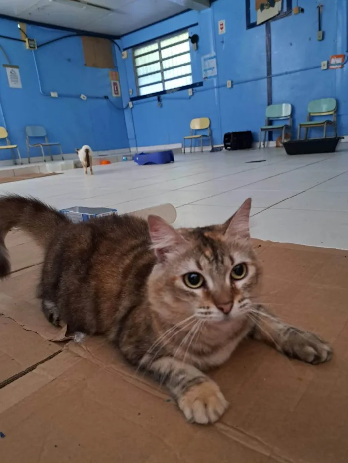 Gato ra a SRD-ViraLata idade 2 anos nome MEL