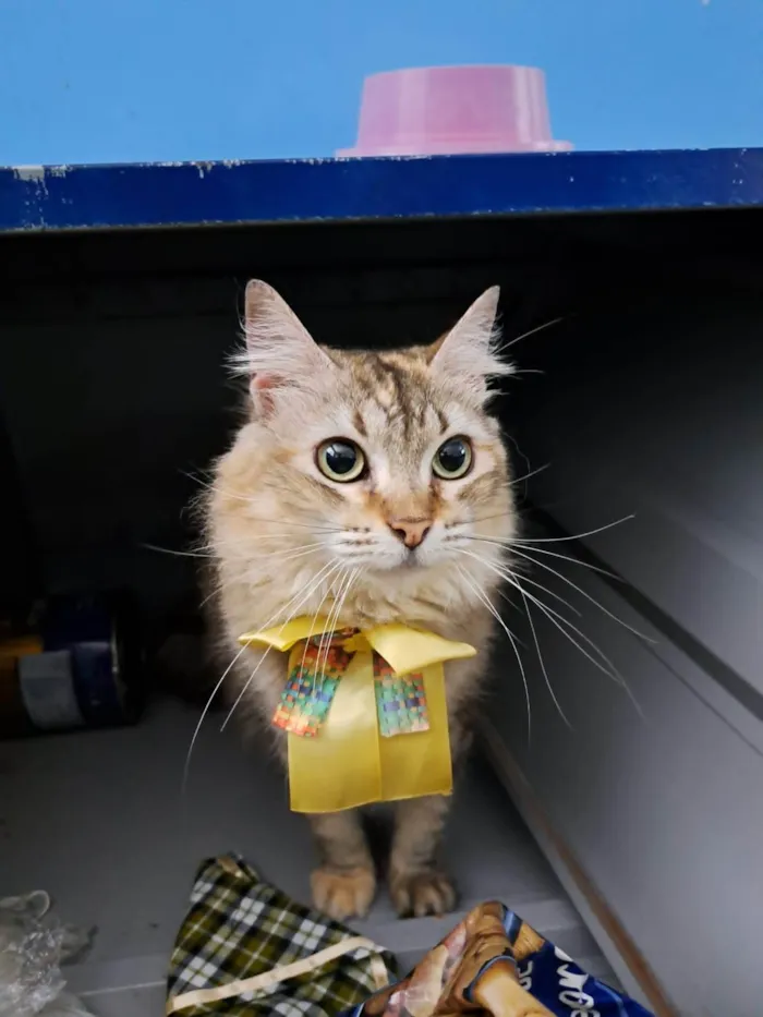 Gato ra a SRD-ViraLata idade 2 anos nome MEL