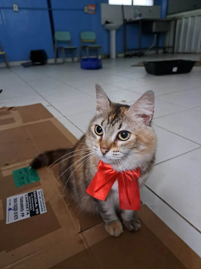 Gato ra a SRD-ViraLata idade 2 anos nome MEL