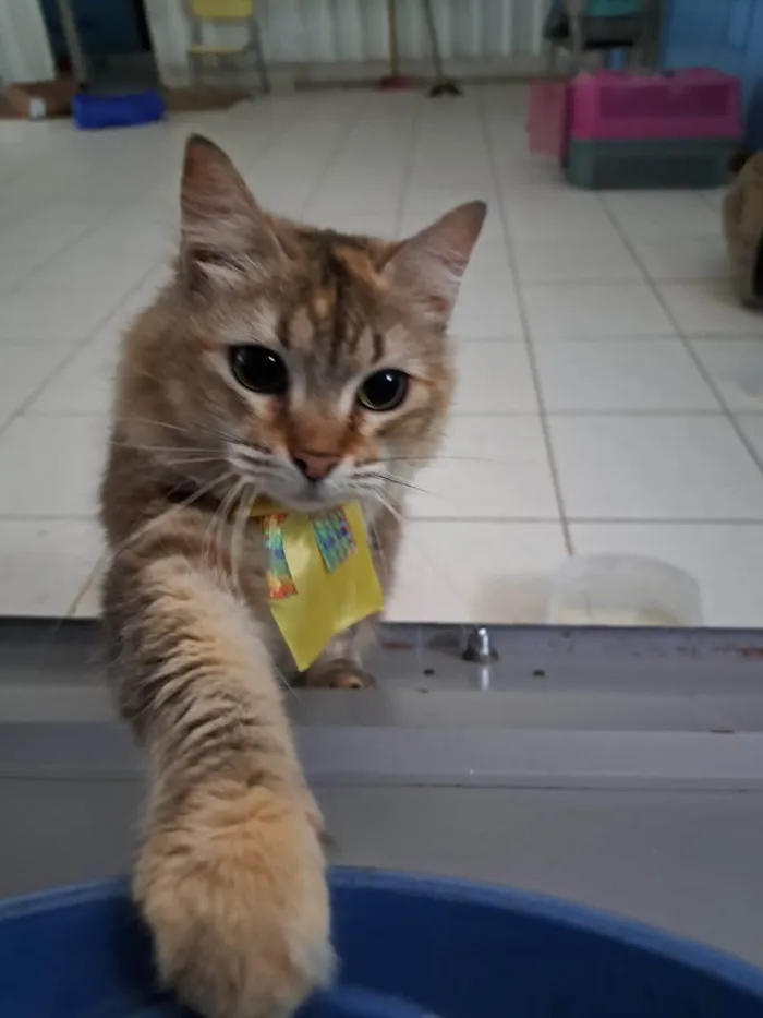 Gato ra a SRD-ViraLata idade 2 anos nome MEL