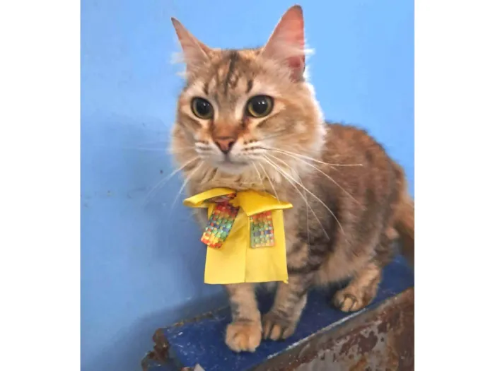 Gato ra a SRD-ViraLata idade 2 anos nome MEL