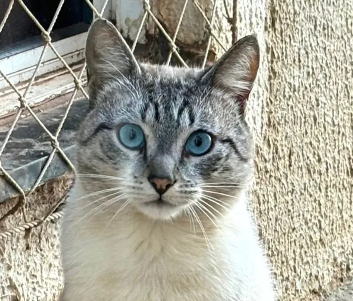 Gato ra a SRD-ViraLata idade 7 a 11 meses nome Theo