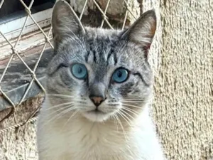 Gato raça SRD-ViraLata idade 7 a 11 meses nome Theo 