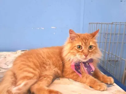 Gato raça SRD-ViraLata idade 7 a 11 meses nome TINA