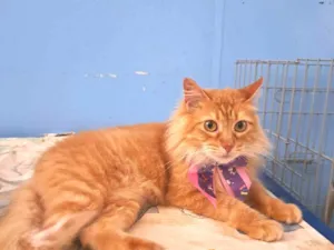 Gato raça SRD-ViraLata idade 7 a 11 meses nome TINA