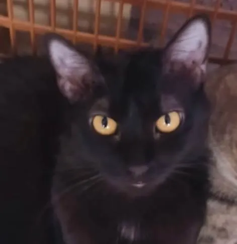 Gato ra a SRD-ViraLata idade 7 a 11 meses nome Júnior