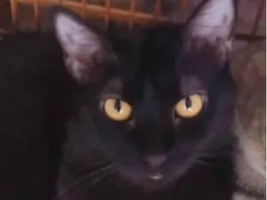 Gato raça SRD-ViraLata idade 7 a 11 meses nome Júnior 