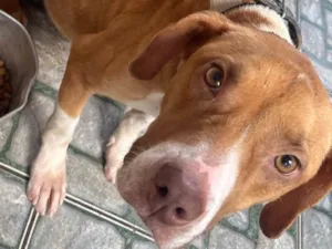 Cachorro raça Pit-Bull idade 2 a 6 meses nome Melissa