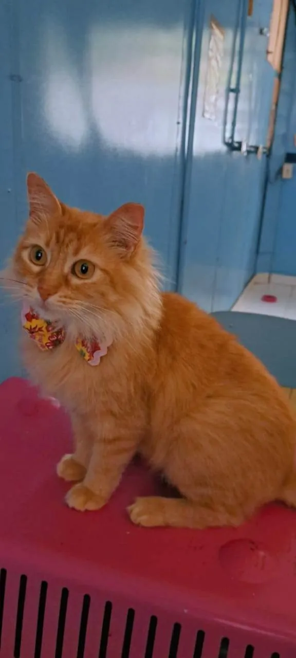 Gato ra a SRD-ViraLata idade 7 a 11 meses nome TINA