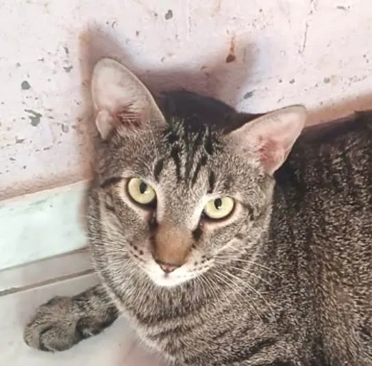 Gato ra a SRD-ViraLata idade 7 a 11 meses nome Scott