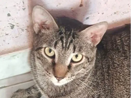Gato ra a SRD-ViraLata idade 7 a 11 meses nome Scott