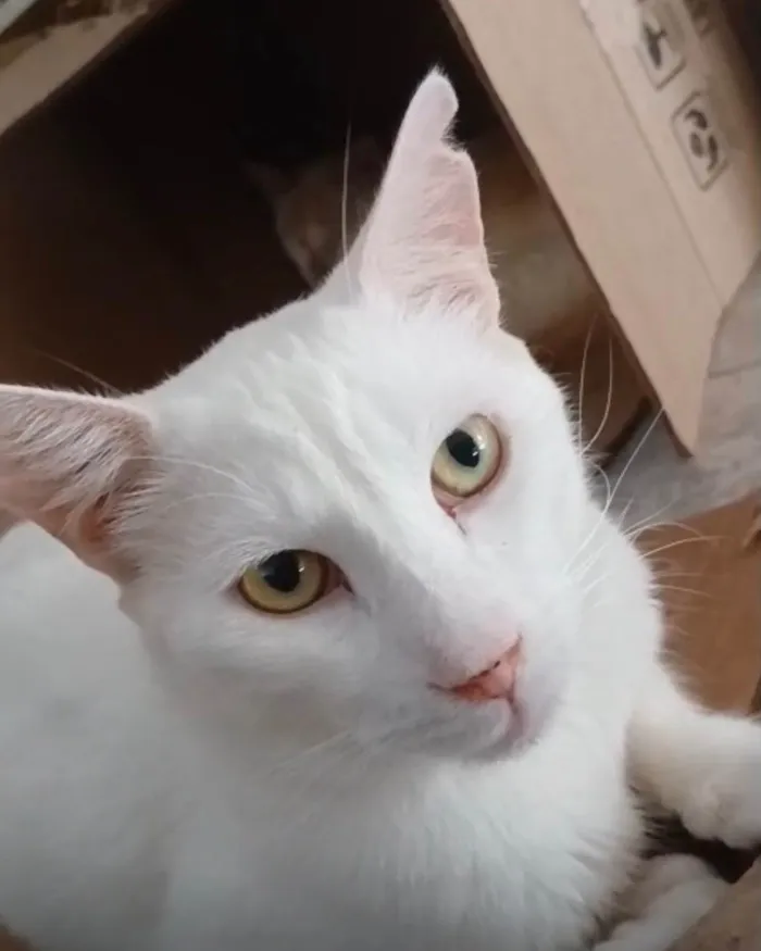 Gato ra a SRD-ViraLata idade 7 a 11 meses nome Apolo