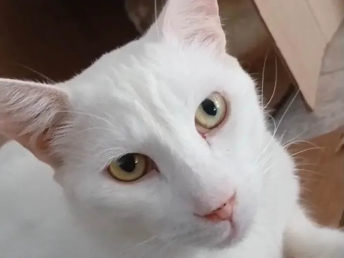 Gato ra a SRD-ViraLata idade 7 a 11 meses nome Apolo