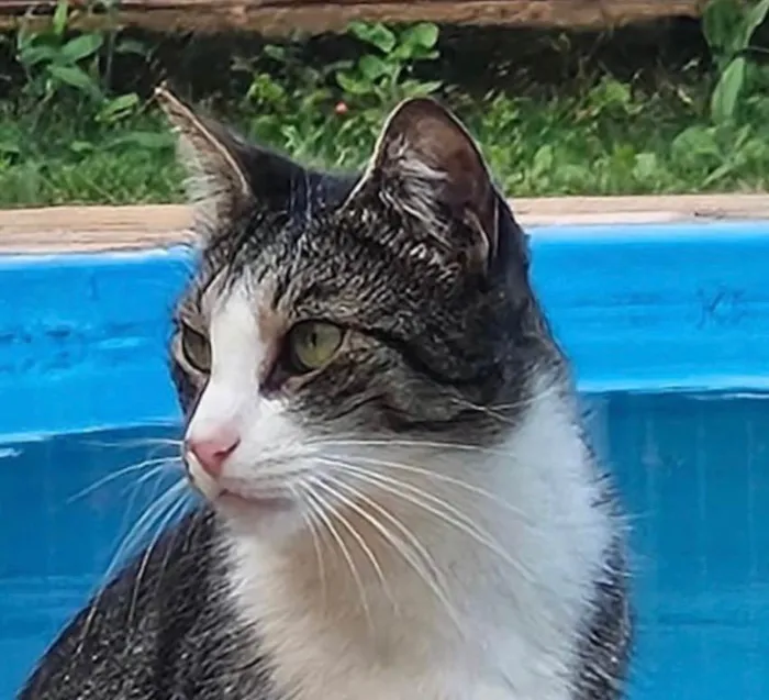 Gato ra a SRD-ViraLata idade 7 a 11 meses nome Nick