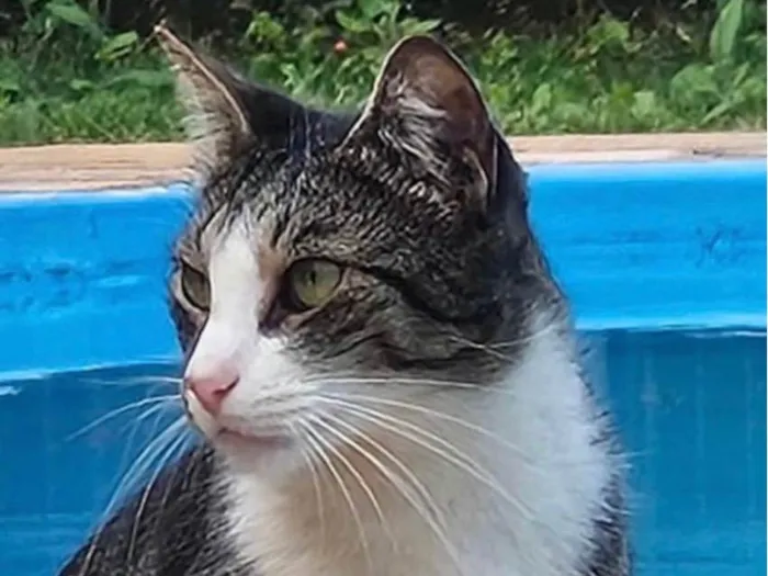 Gato ra a SRD-ViraLata idade 7 a 11 meses nome Nick