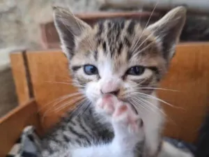 Gato raça SRD-ViraLata idade 2 a 6 meses nome Tigre 