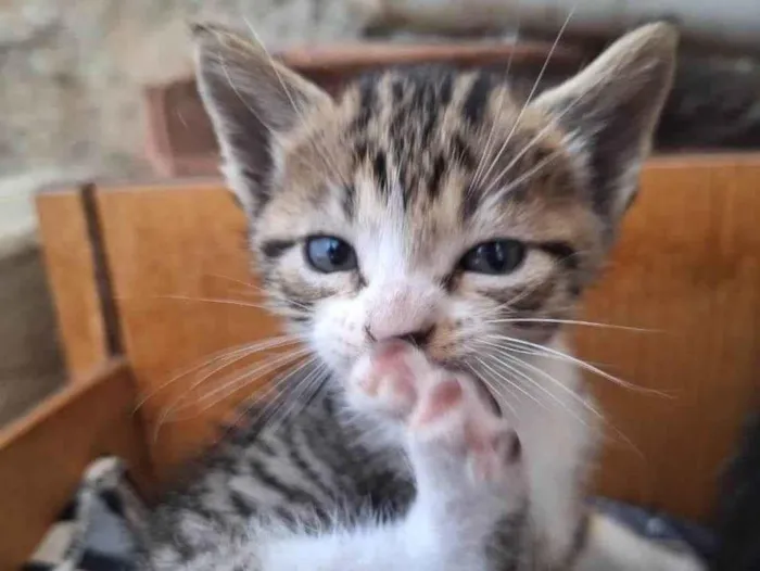 Gato ra a SRD-ViraLata idade 2 a 6 meses nome Tigre