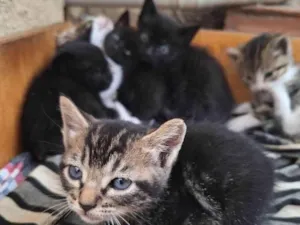 Gato raça SRD-ViraLata idade 2 a 6 meses nome Mini Matilda 