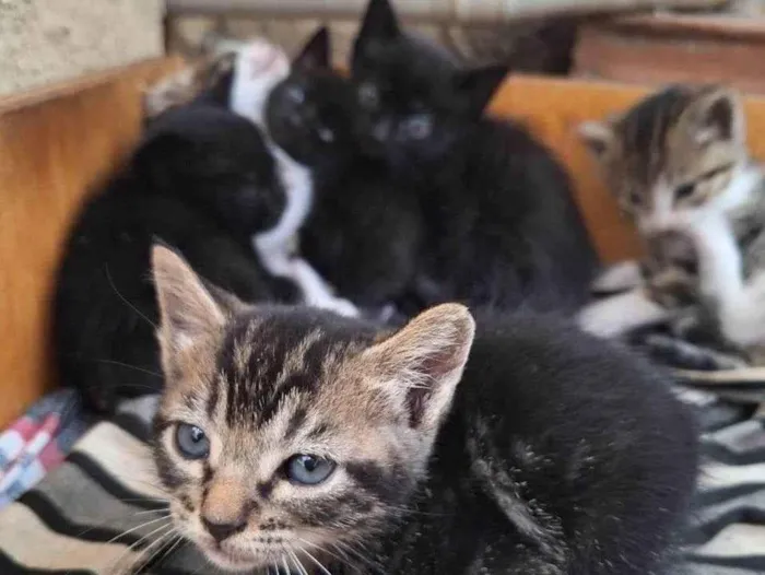 Gato ra a SRD-ViraLata idade 2 a 6 meses nome Mini Matilda