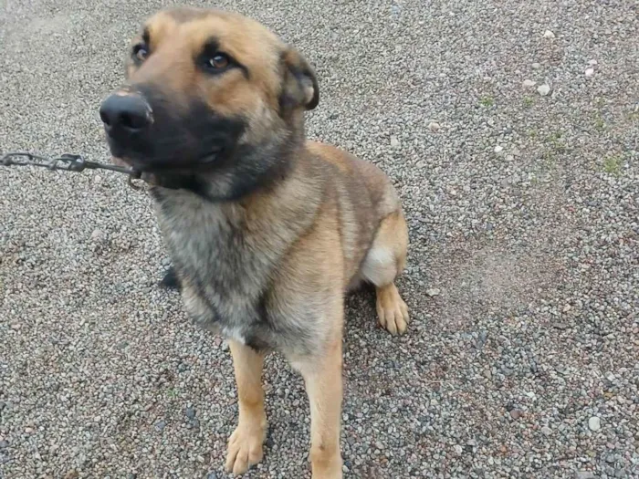 Cachorro raça Pastor Alemão idade 1 ano nome Pito