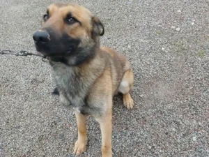 Cachorro raça Pastor Alemão idade 1 ano nome Pito