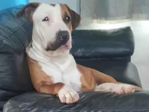 Cachorro raça Pit-Bull idade 4 anos nome Zeus