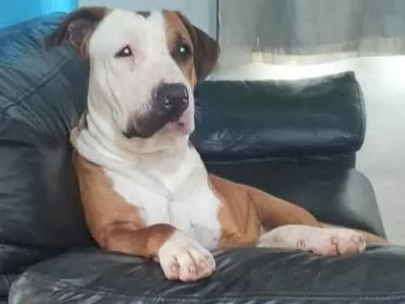 Cachorro ra a Pit-Bull idade 4 anos nome Zeus