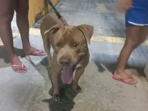 Cachorro raça Pit-Bull idade 2 anos nome Tony