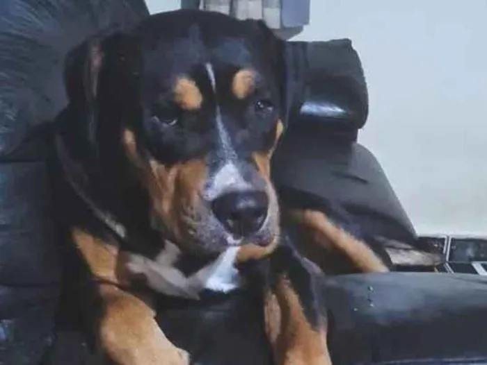 Cachorro ra a Pit-Bull idade 3 anos nome Apolo