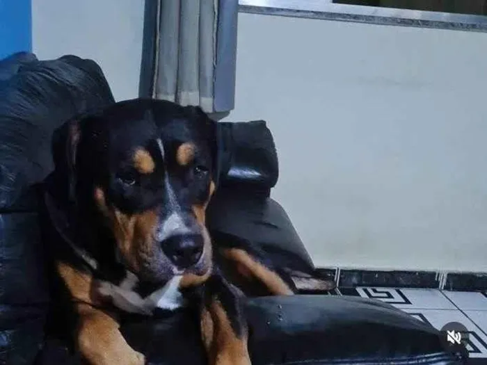 Cachorro ra a Pit-Bull idade 3 anos nome Apolo