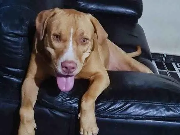 Cachorro ra a Pit-Bull idade 3 anos nome Estrela 