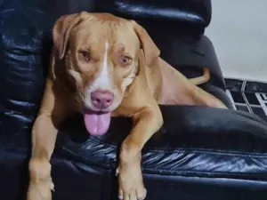 Cachorro raça Pit-Bull idade 3 anos nome Estrela