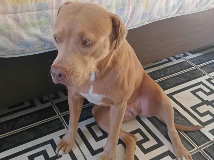 Cachorro ra a Pit-Bull idade 4 anos nome Hera
