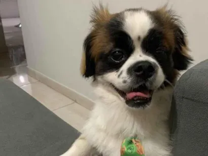 Cachorro raça Shitzu idade 2 anos nome Lupi