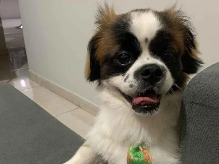 Cachorro ra a Shitzu idade 2 anos nome Lupi