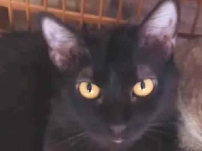 Gato ra a SRD-ViraLata idade 7 a 11 meses nome Júnior